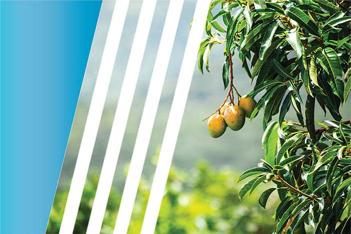 African mango fruits growing on a tree with green leaves and blurred natural background